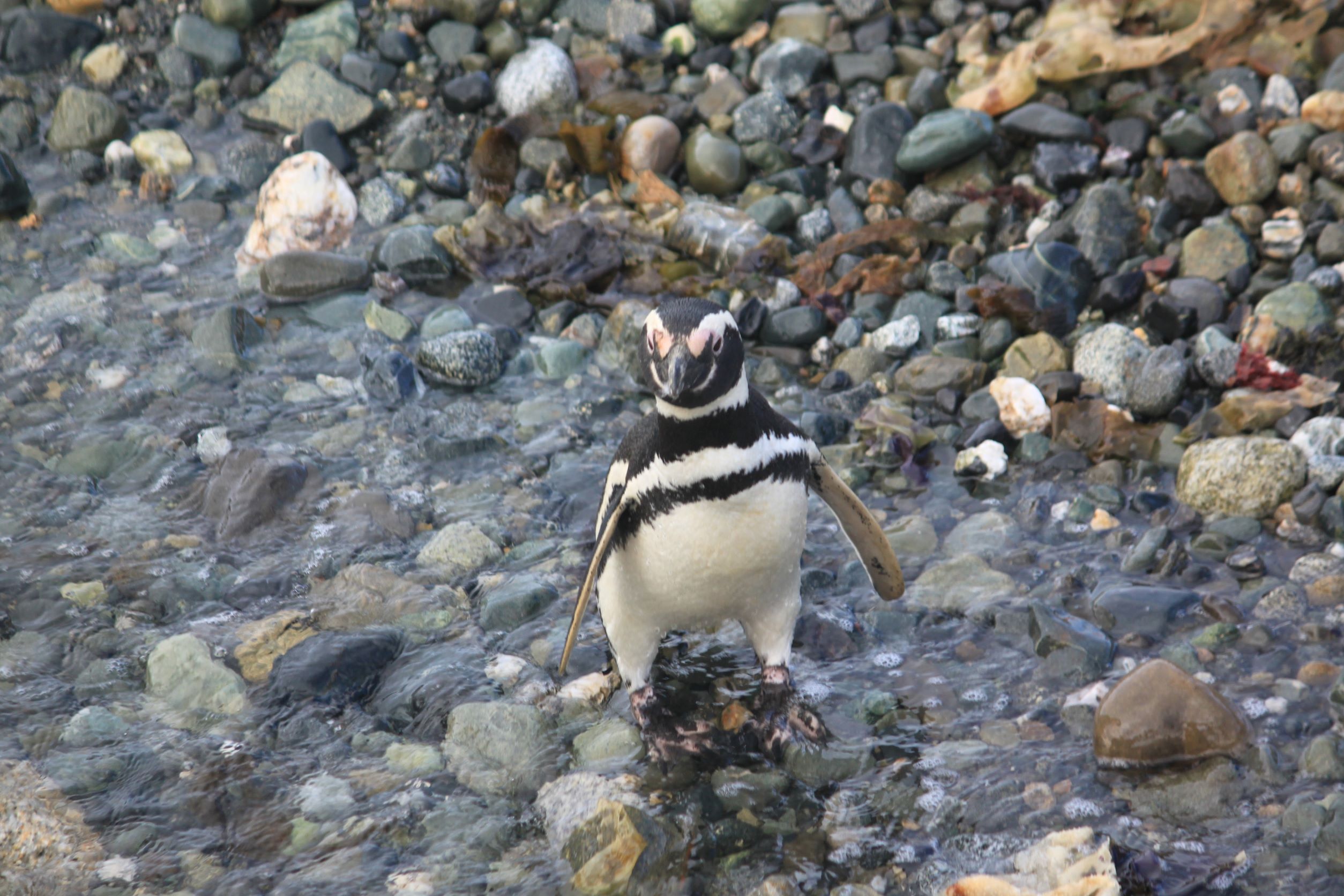 Northern Coast Photography - Beak to Beak