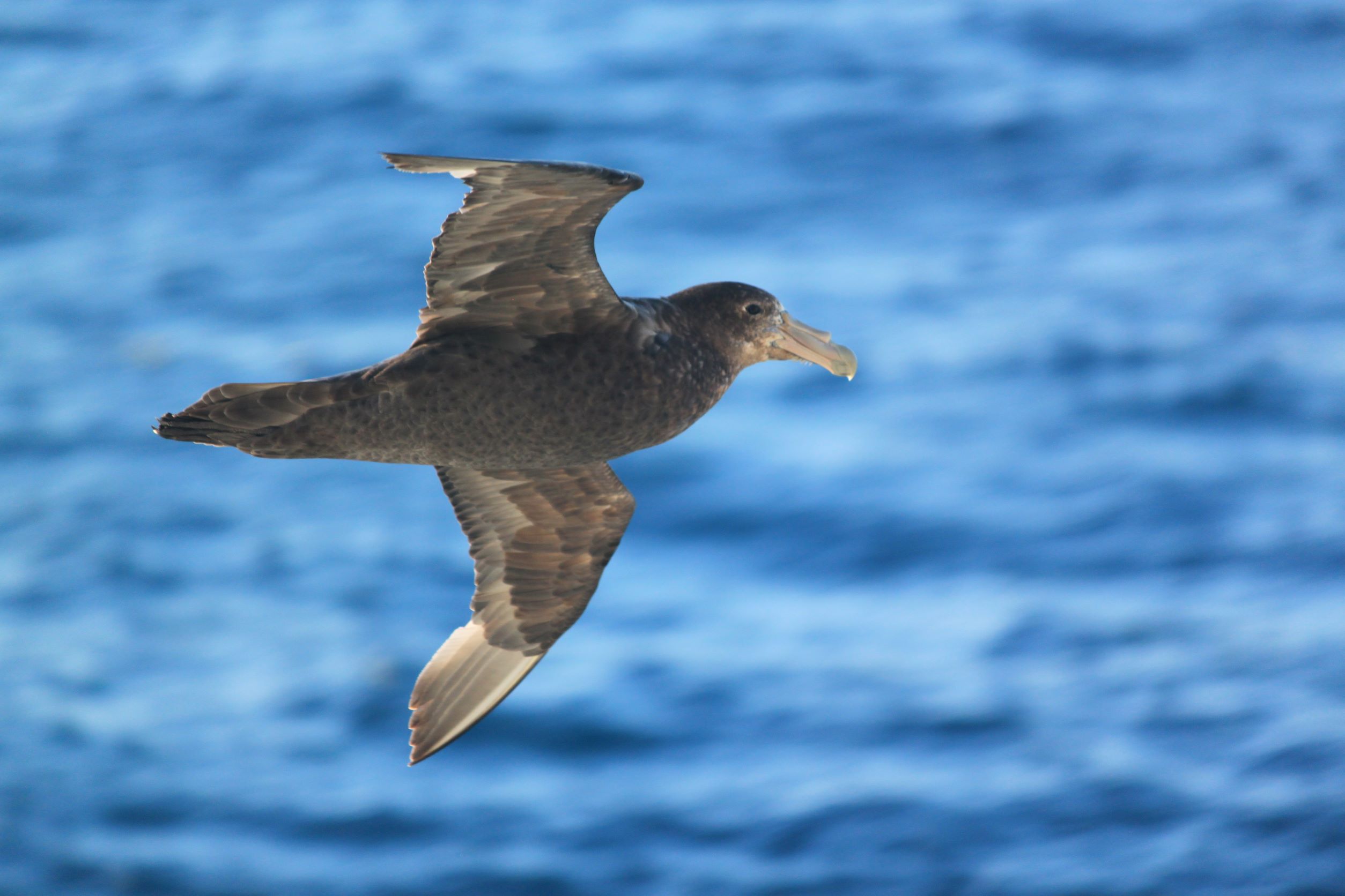 Northern Coast Photography - In Flight