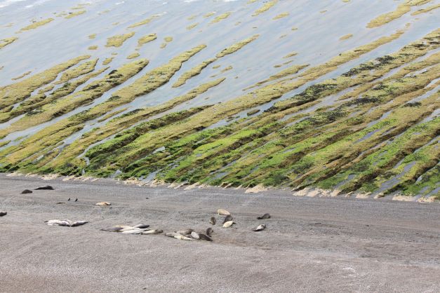 Northern Coast Photography - Sunbathing Sea Lions