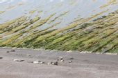 Northern Coast Photography - Sunbathing Sea Lions